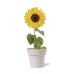 Pot de Fleurs Tumil.