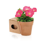 Pot de Fleurs Advert NATURELLE