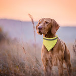 Collier Bandana Bipols JAUNE