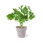 Set Pot de Fleurs Nertel.