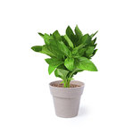 Set Pot de Fleurs Nertel.